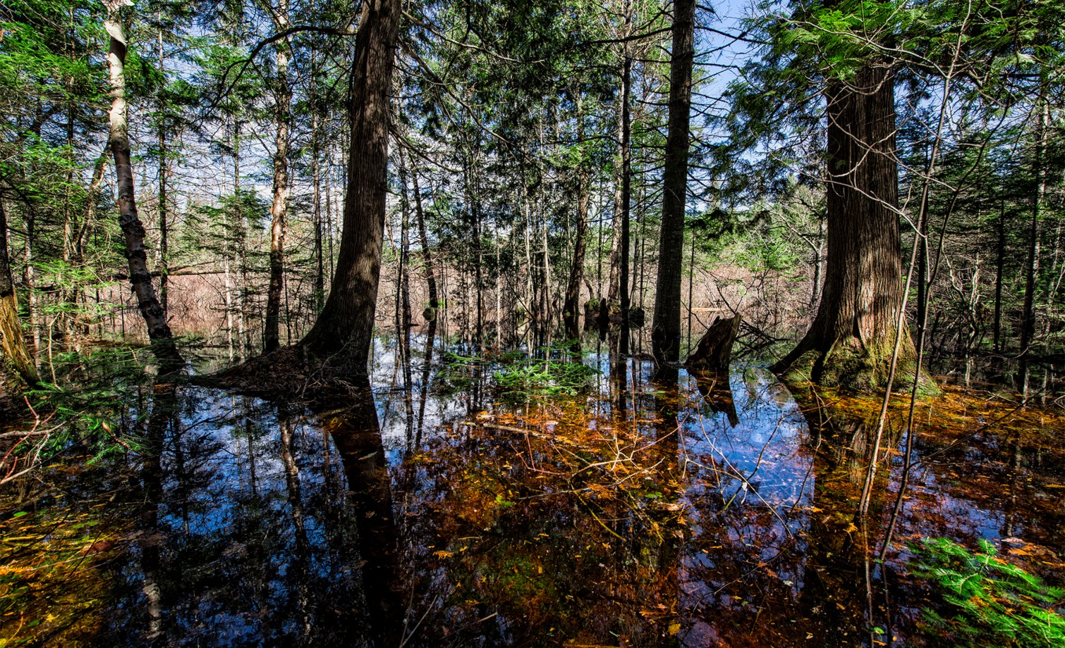 Un paysage inondé au printemps. Le lieu de prédilection pour les insectes piqueurs